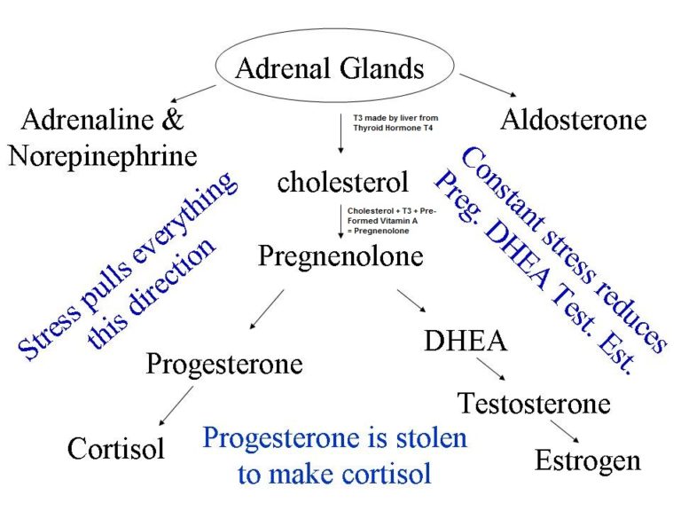 elevated adrenal levels