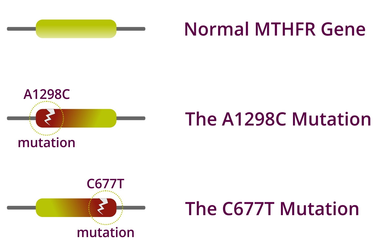 what is mthfr gene defect