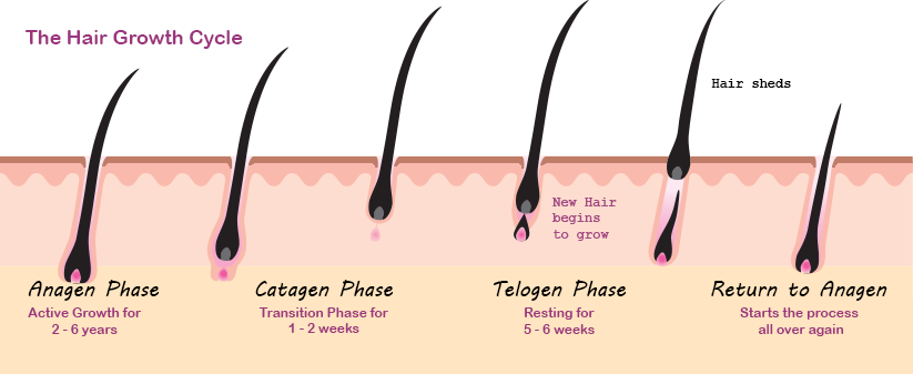 Hair Loss In Women - What's Going On? - Alida Deligeorges - The Gut  Detective